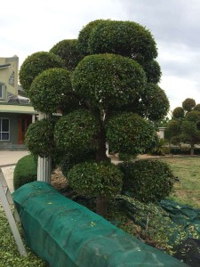 Tree Shaping Melbourne  